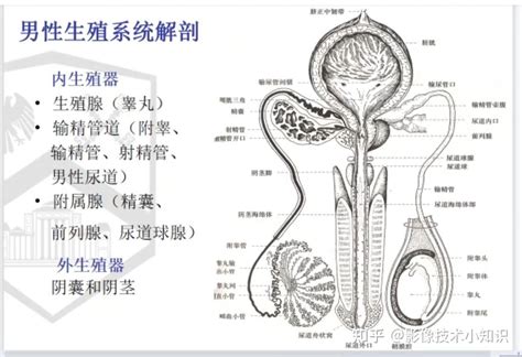 男生的龜頭|人體解剖學/男性生殖器